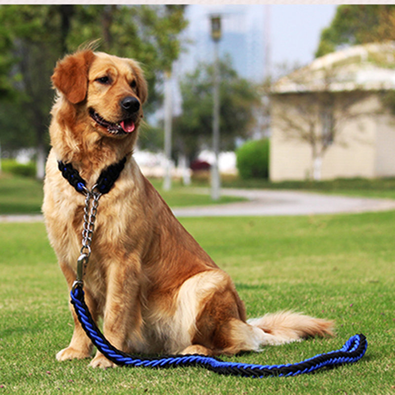 ¿Cómo cuidar de un perro de mascota?Qué hace un perro comer durante el embarazo