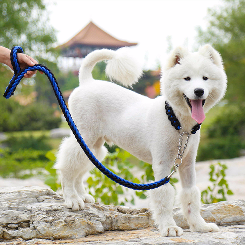 Consejos para cortar las uñas de tu perro
