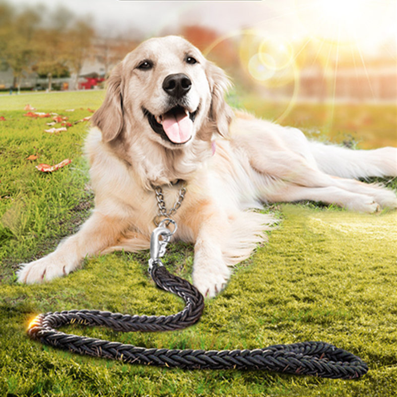 Como entrenar perros Golden Retriever como entrenar a Golden retri