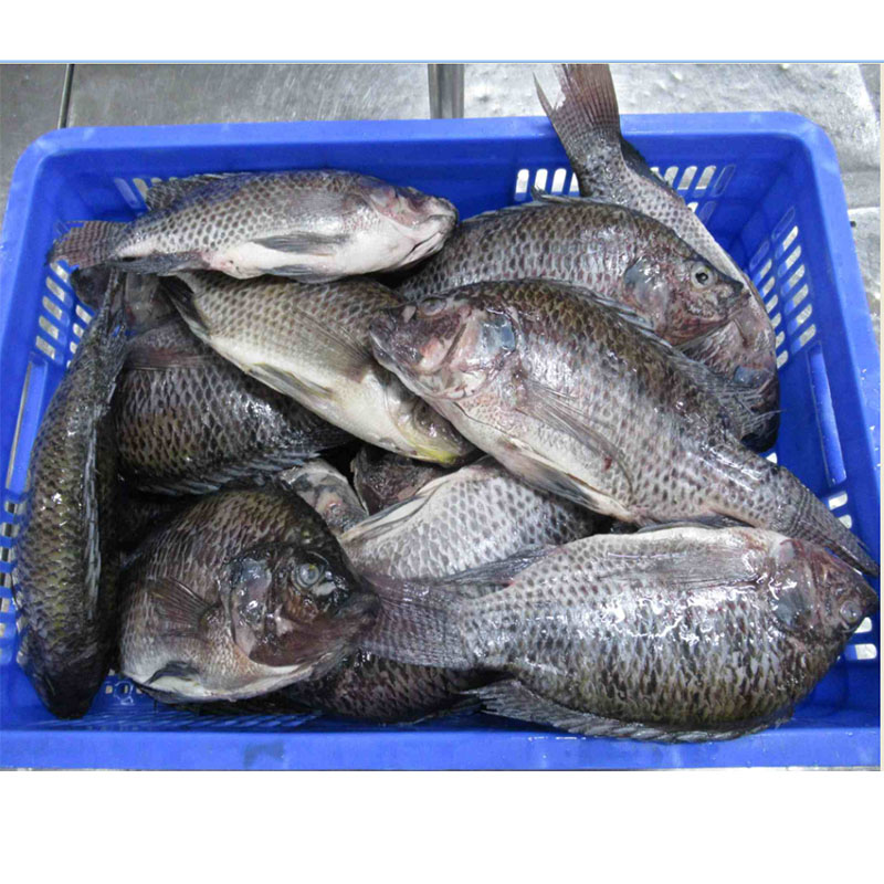 Tilapia congelada entera redonda