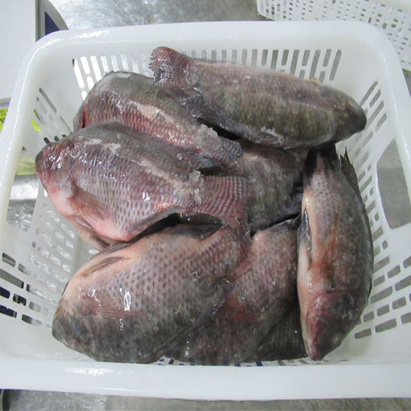 Tilapia congelada entera redonda