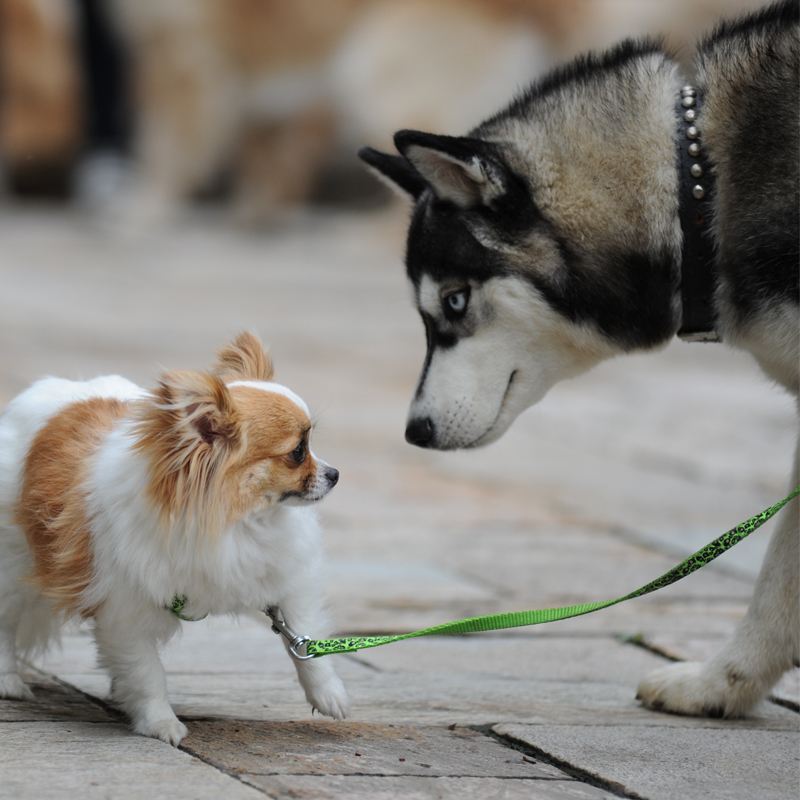 Mascota leche en polvo para perro seco comer bien?
