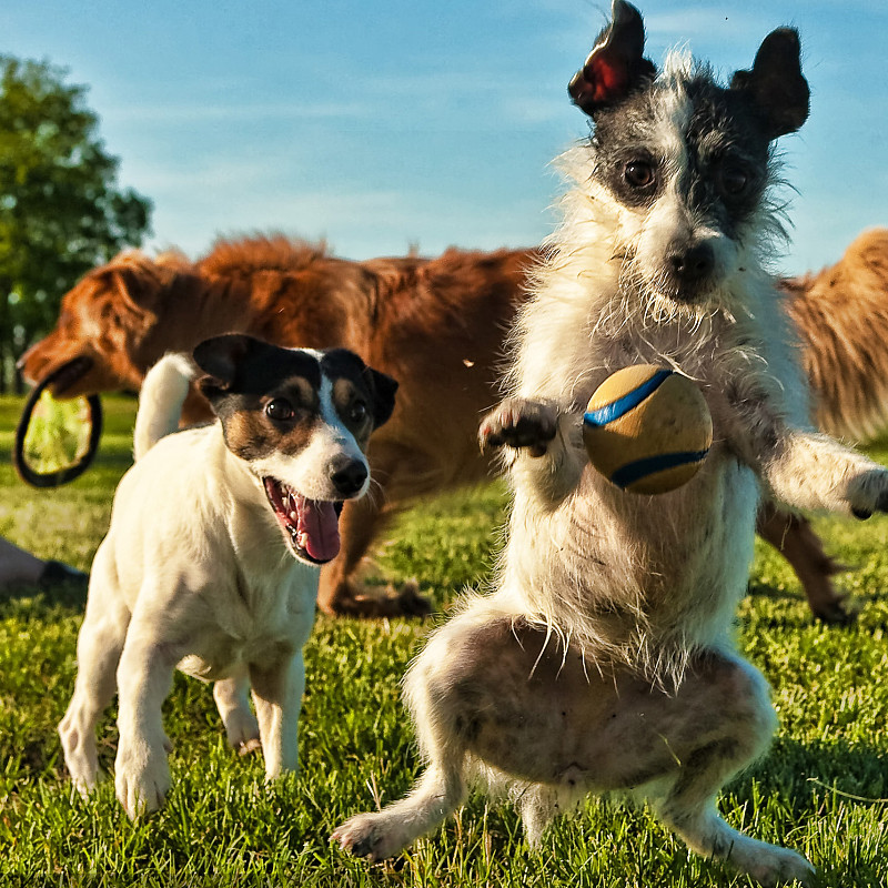 ¿Pueden beber los perros de leche?