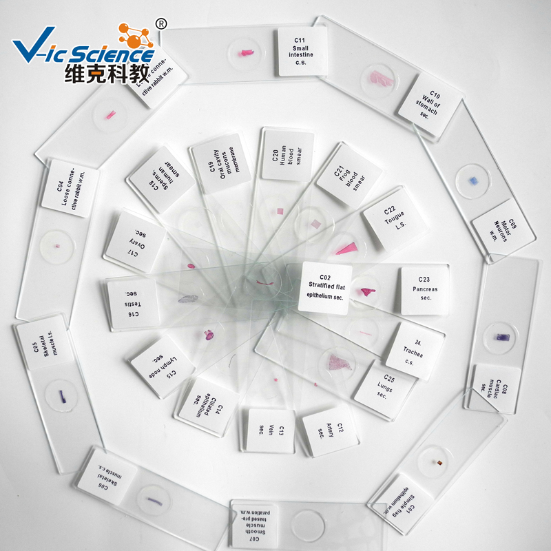 100 PCS Organización de la enseñanza para la preparación de contenedores de reactivos de vidrio microscopio para la preparación de contenedores de plástico