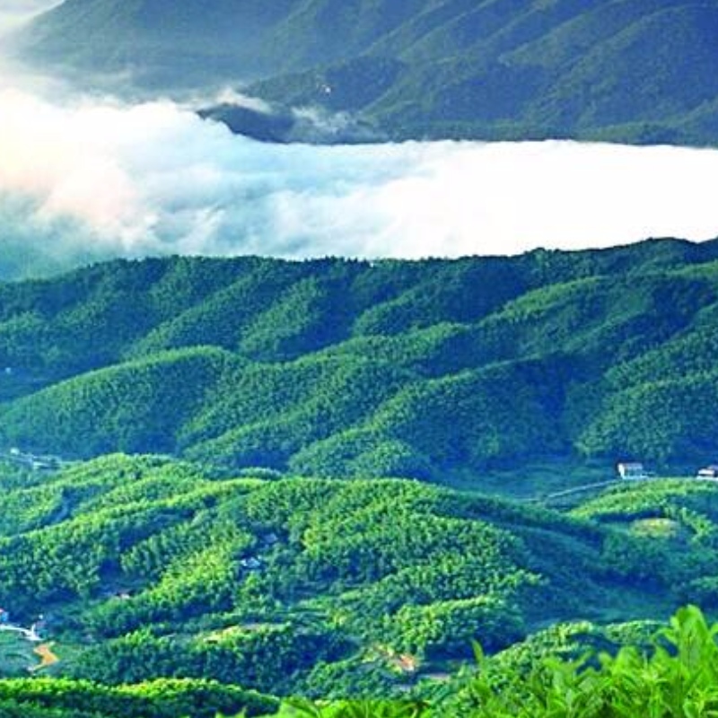 conmemorar el té en zhexi hunan anhua té negro cuidado de la salud té