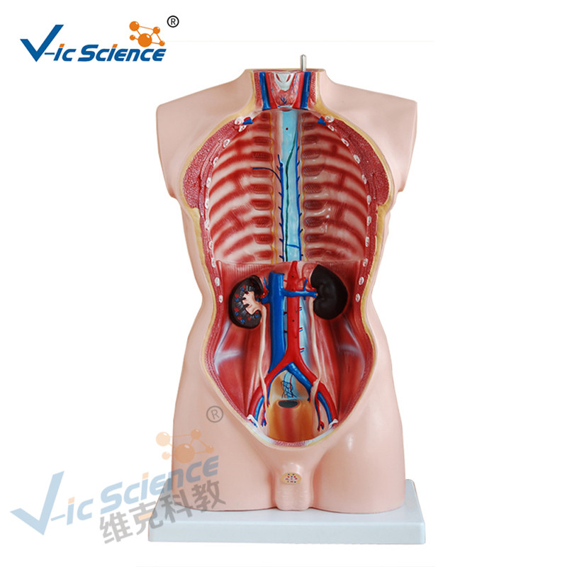 Anatomía Médica Cuerpo Humano Modelo 85CM Torso Masculino Modelo 19 Partes
