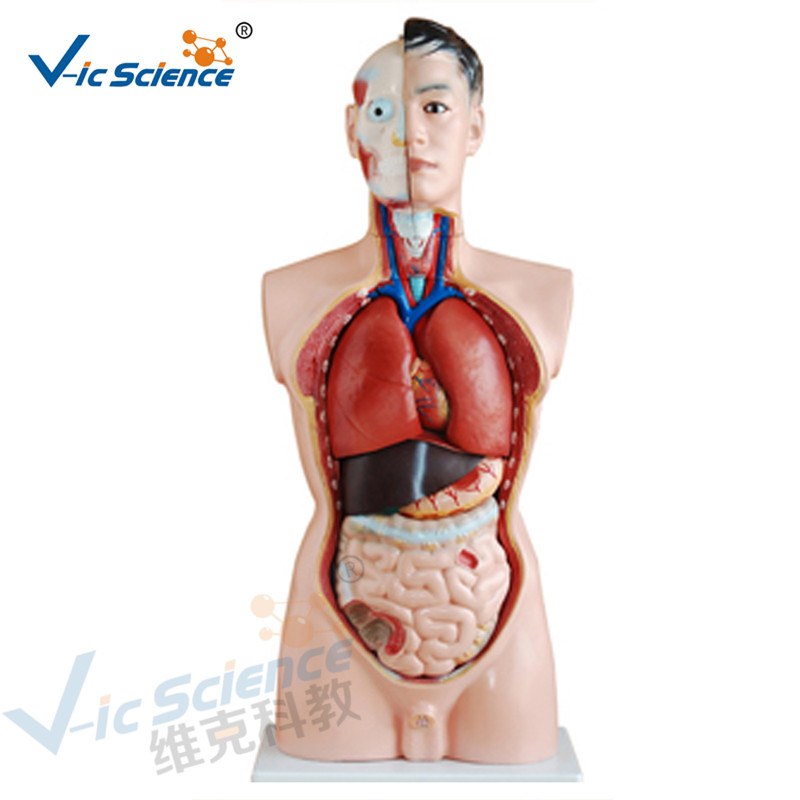 Anatomía Médica Cuerpo Humano Modelo 85CM Torso Masculino Modelo 19 Partes