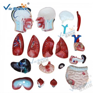 Anatomía Médica Cuerpo Humano Modelo 85CM Torso Masculino Modelo 19 Partes