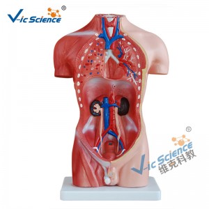 Modelo de torso masculino de 42 cm Modelo de enseñanza médica de 13 piezas