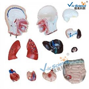 Modelo de torso masculino de 42 cm Modelo de enseñanza médica de 13 piezas