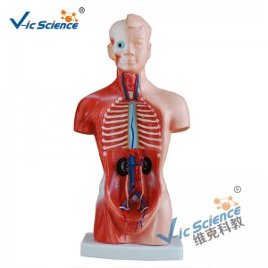 Modelo de torso de 26 cm Modelo de cuerpo de anatomía de 15 piezas