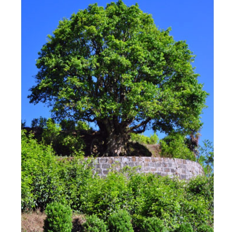 Authetic árbol viejo té yunnan pu erh té China té negro árbol viejo té anciet árbol té heath cuidado té