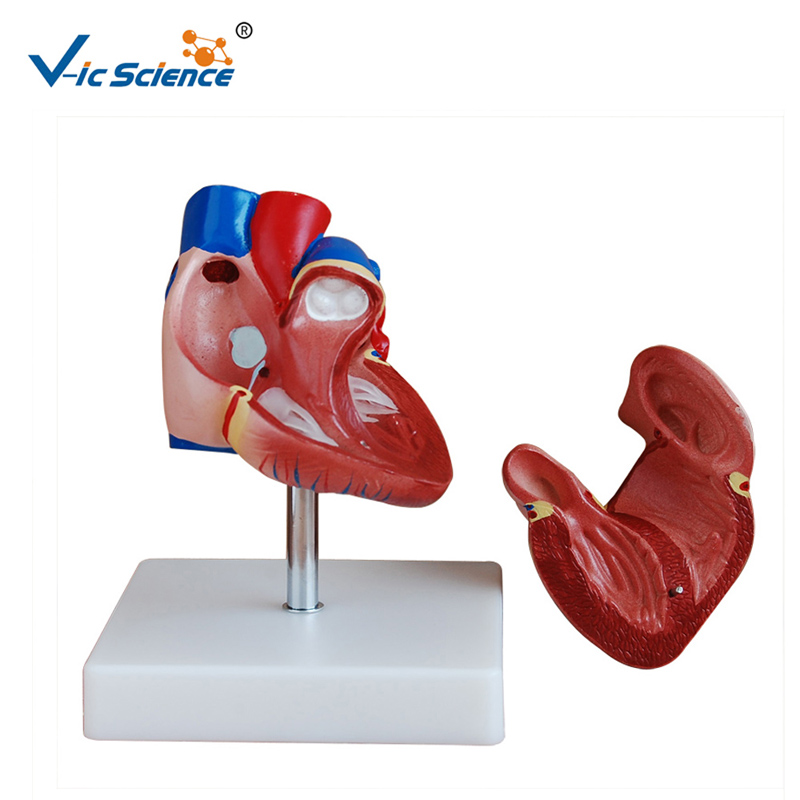 Modelo de plástico Nuevo estilo Modelo de corazón de tamaño natural Modelo de anatomía para la enseñanza midical