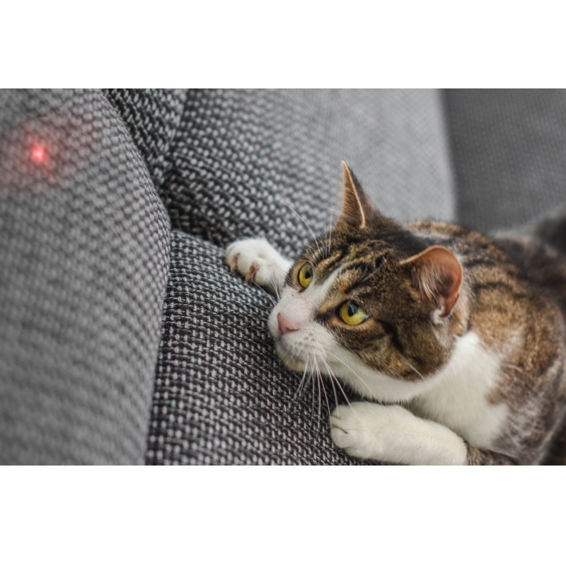 Tratador de gato con láser inteligente