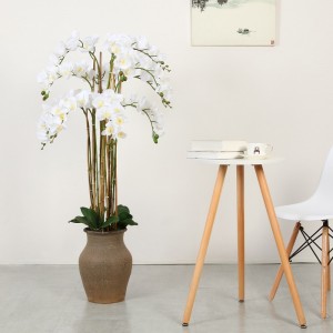 Orquídea de suministro directa de fábrica en olla