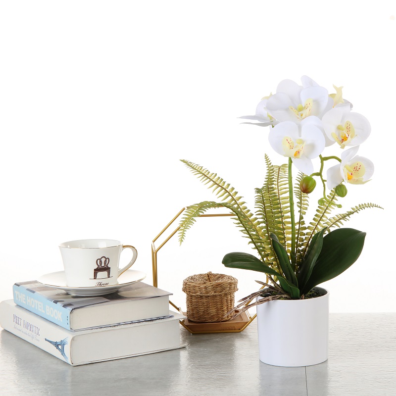 Orquídea de suministro directa de fábrica en olla