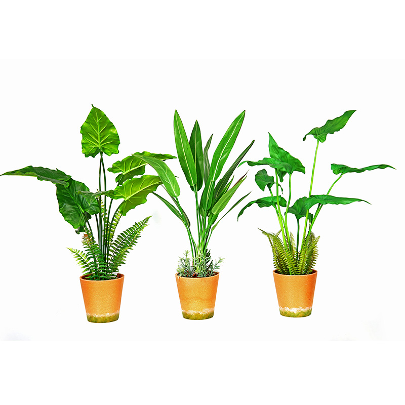 Venta caliente Fábrica de suministro directo verde interior al aire libre decore la planta verde en maceta