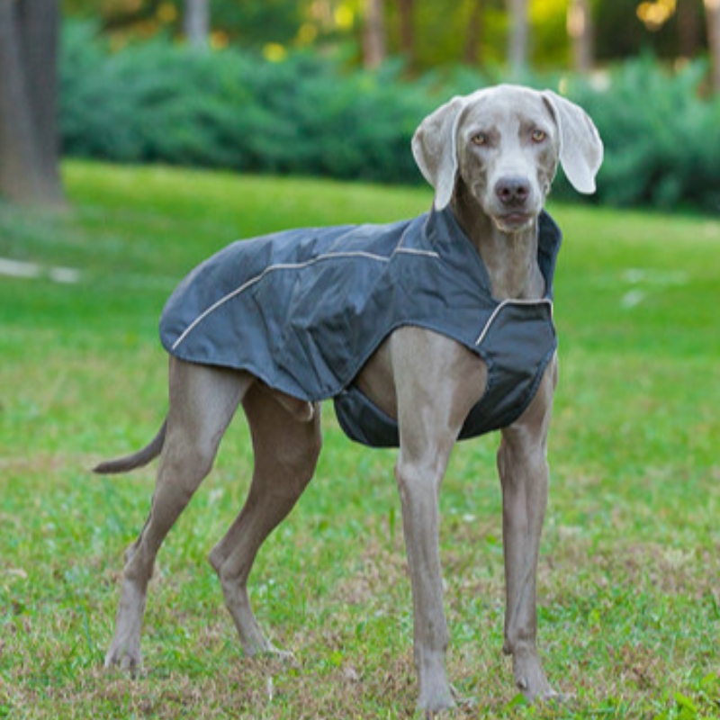 OEM/odm Lindo perro pequeño capucha con capucha paño sudadera sudadera cachorro gato jersey perro paño al por mayor perro invierno abrigo de invierno