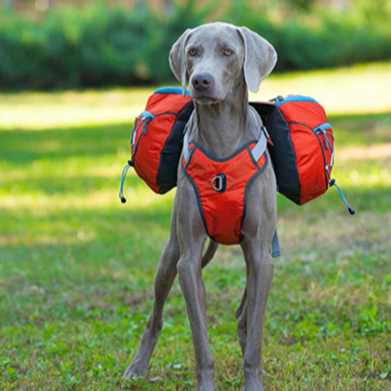 Nuevo diseño Ropa de perro reflectante con arnés Cálido Gran Abrigo de mascotas Chaleco Cortavientos Invierno Dog Chaqueta