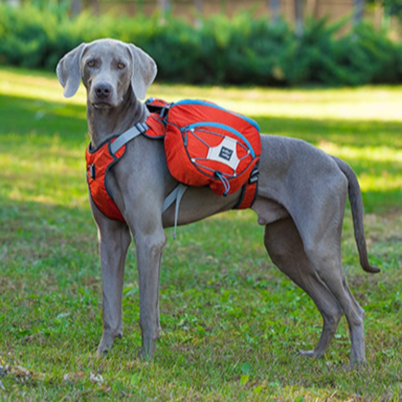 Nuevo diseño Ropa de perro reflectante con arnés Cálido Gran Abrigo de mascotas Chaleco Cortavientos Invierno Dog Chaqueta