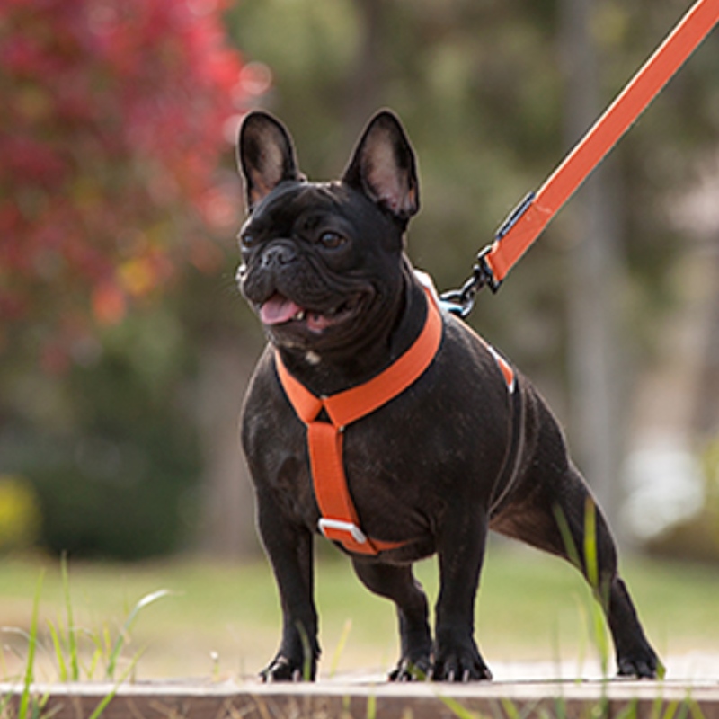 2022 Nuevo estilo colorido arnés de perro y correa conjunto Multi-punto Ajustable y conexión de tracción arnés para perros