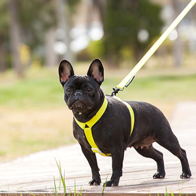 2022 Nuevo estilo colorido arnés de perro y correa conjunto Multi-punto Ajustable y conexión de tracción arnés para perros