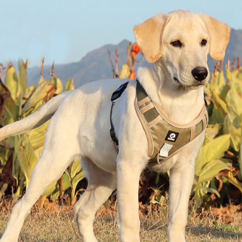 Proveedor de mascotas arnés de perro chaleco cuello ajustable sin tirón arnés de perro táctico servicio militar chaleco