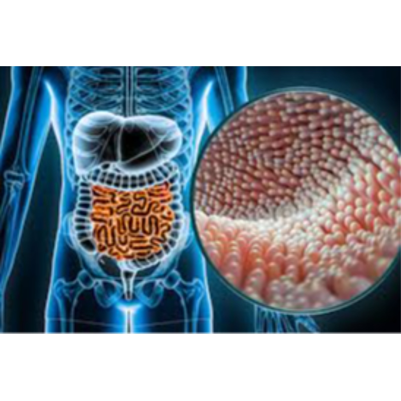 Peking Union Medical College: NMN puede proteger el intestino del daño por radiación