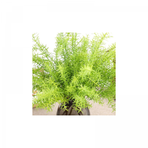 Helecho de algas artificiales